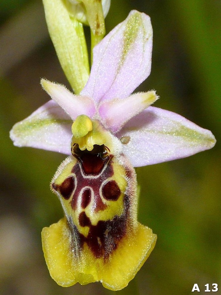 Ophrys dinarica (=Ophrys personata)  in Abruzzo